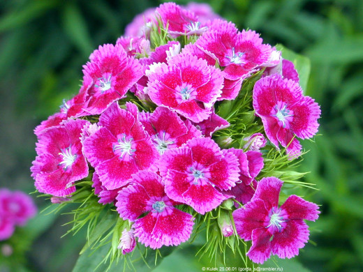 421921 (a): :1600x1200